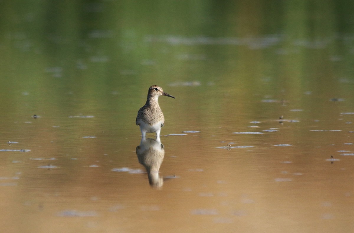 アメリカウズラシギ - ML370256301