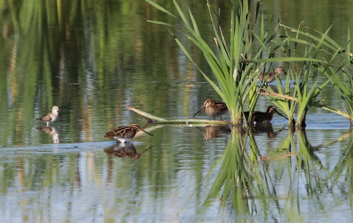 Common Snipe - ML370256321