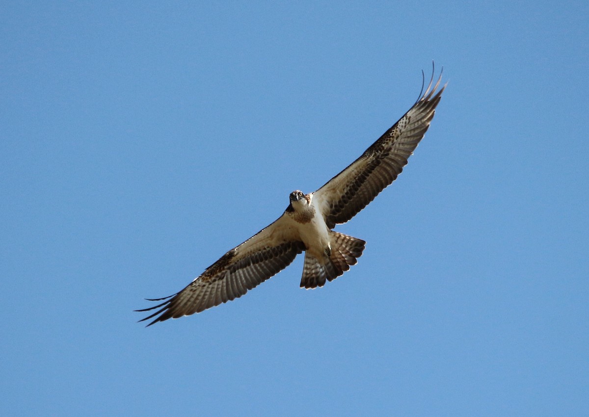 Águila Pescadora - ML370256391