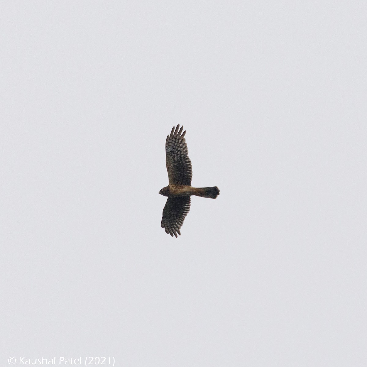 Northern Harrier - ML370257451