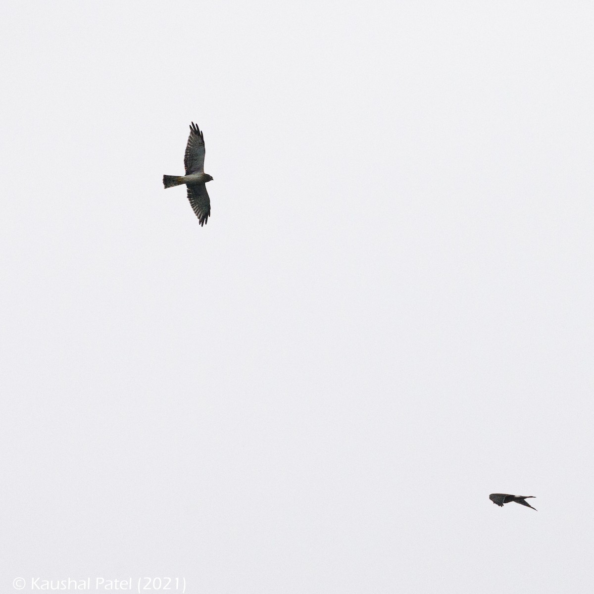 Northern Harrier - ML370257461