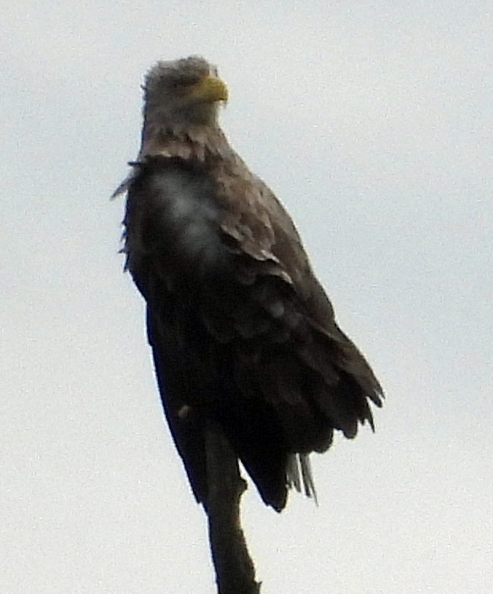White-tailed Eagle - ML370257621