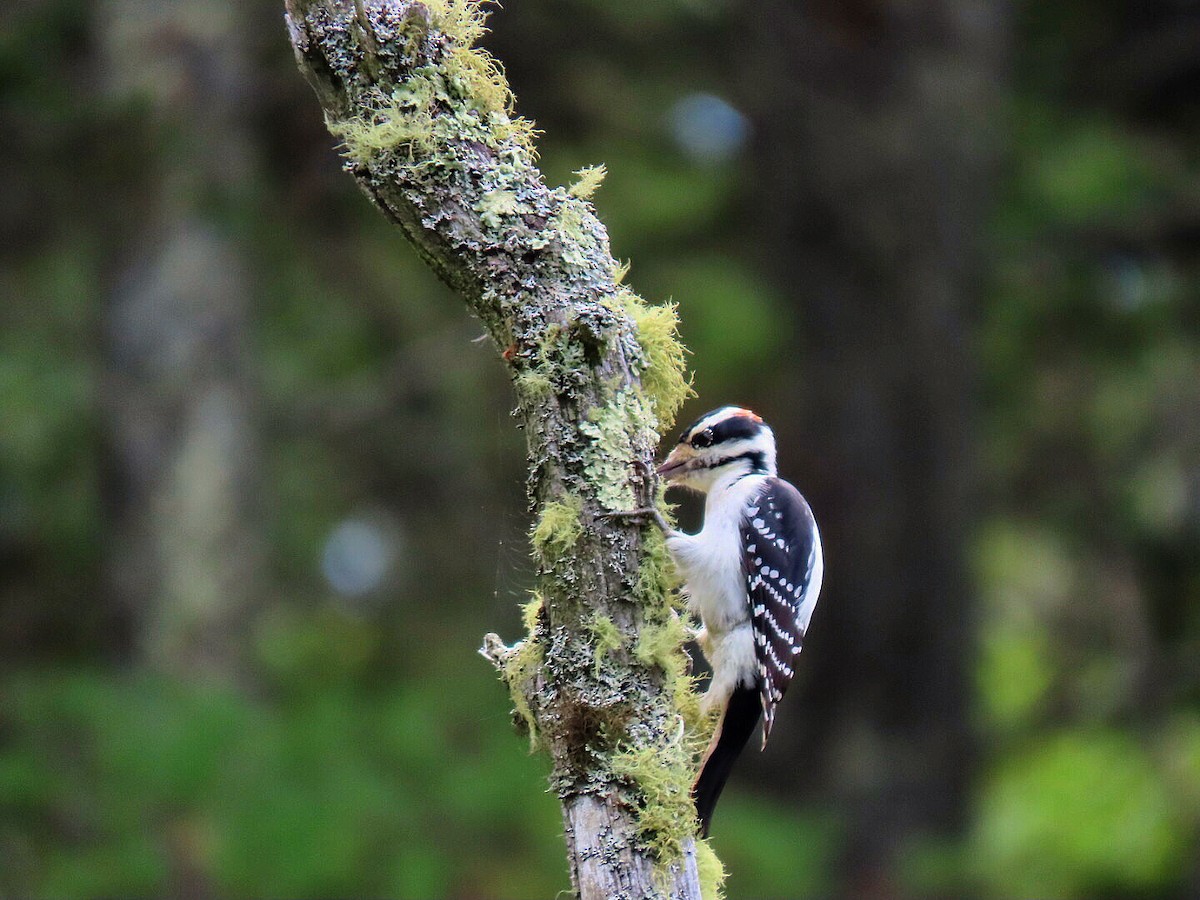 Hairy Woodpecker - ML370259941