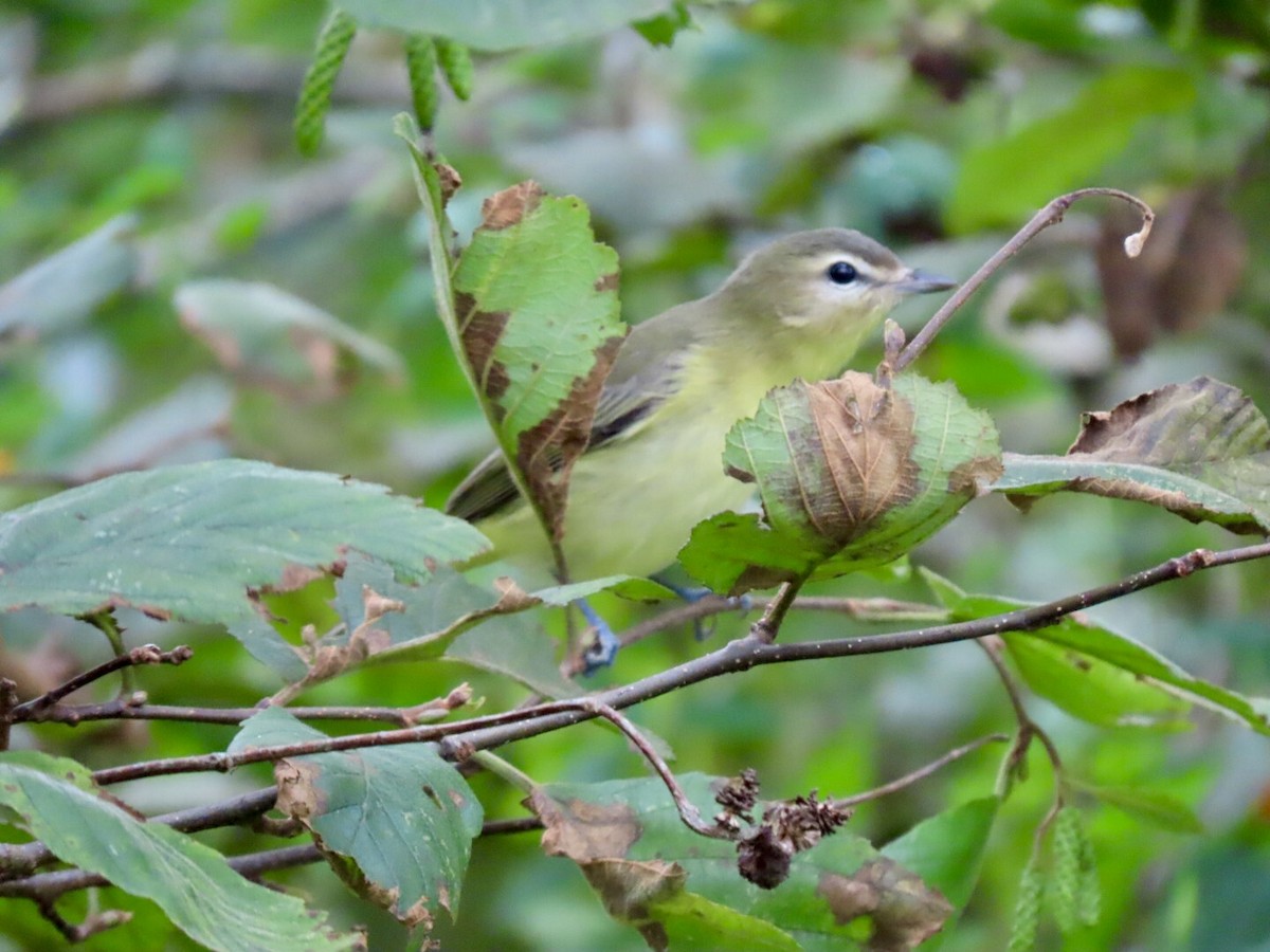 Philadelphia Vireo - ML370260091