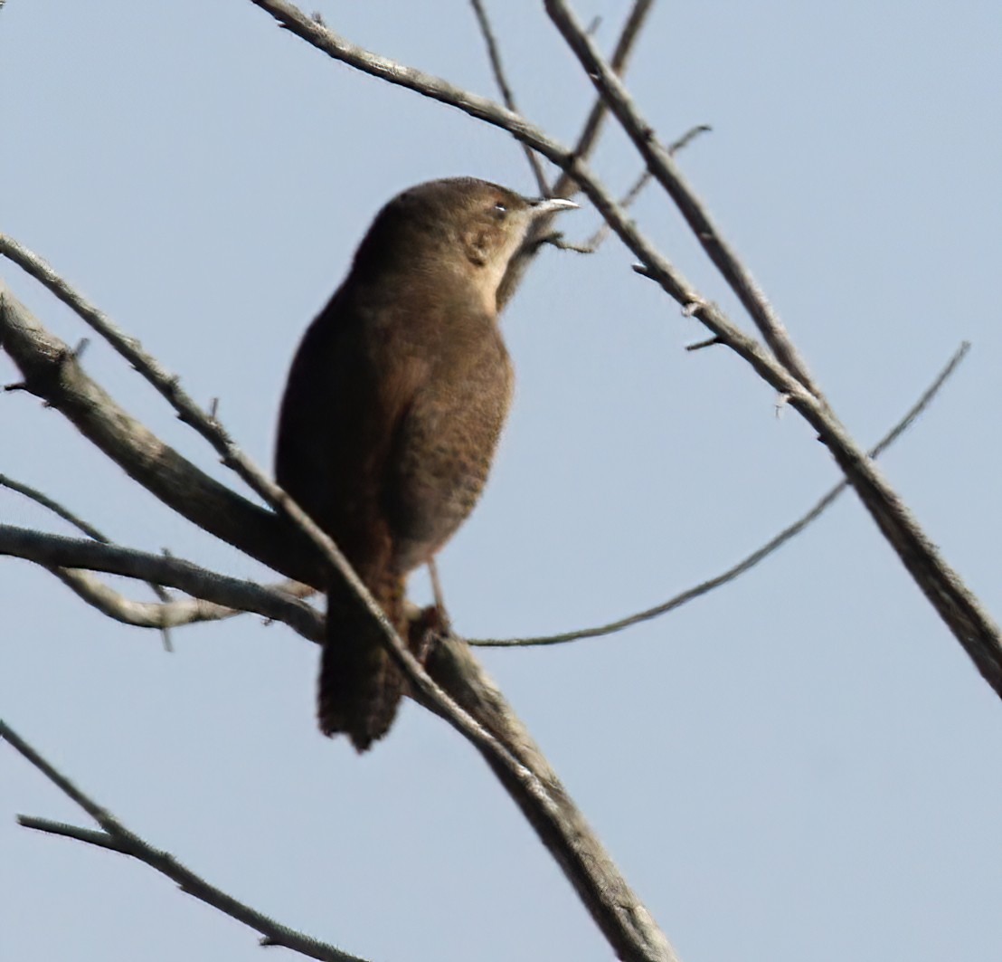 House Wren - Lee Harding