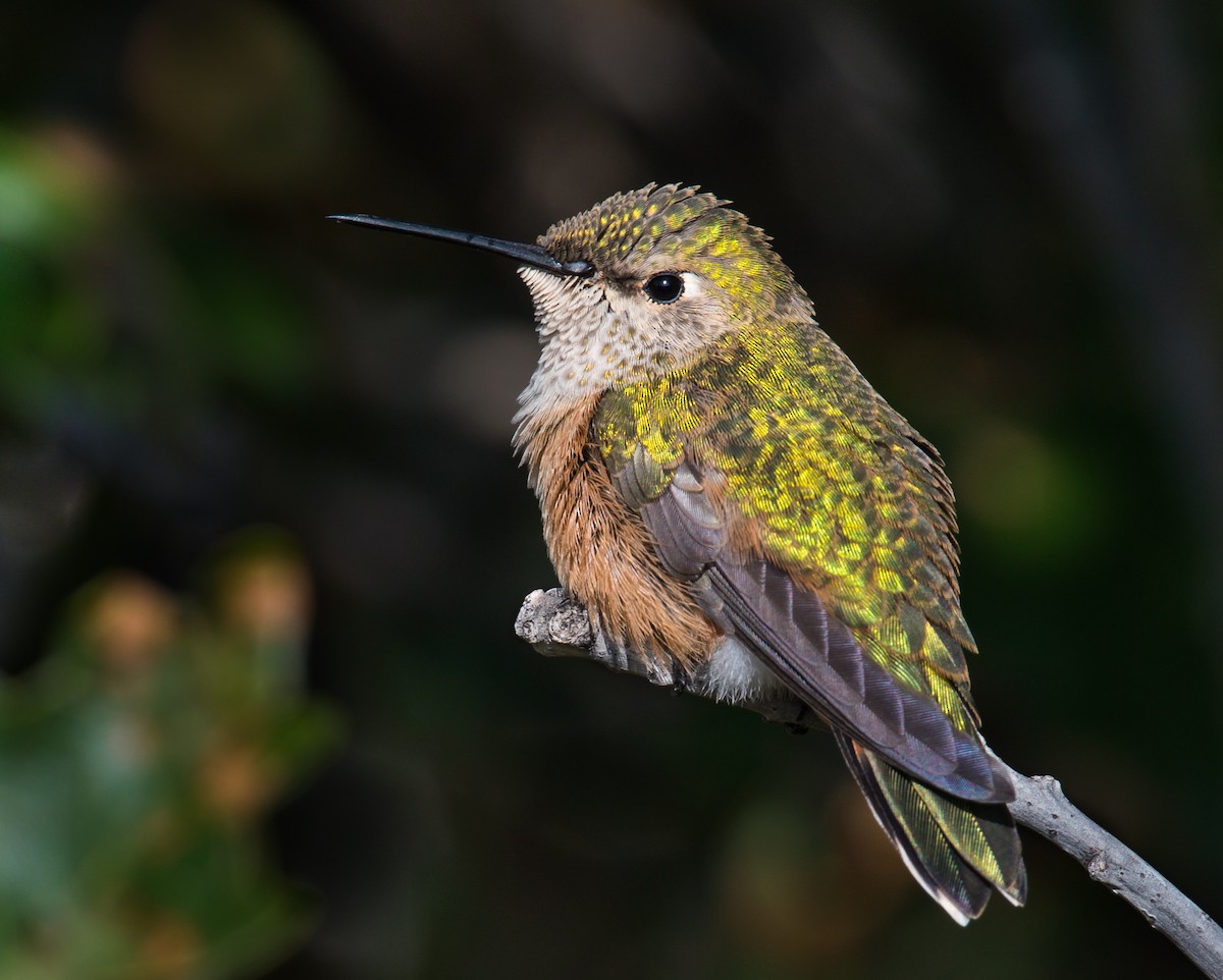 Broad-tailed Hummingbird - ML370261991