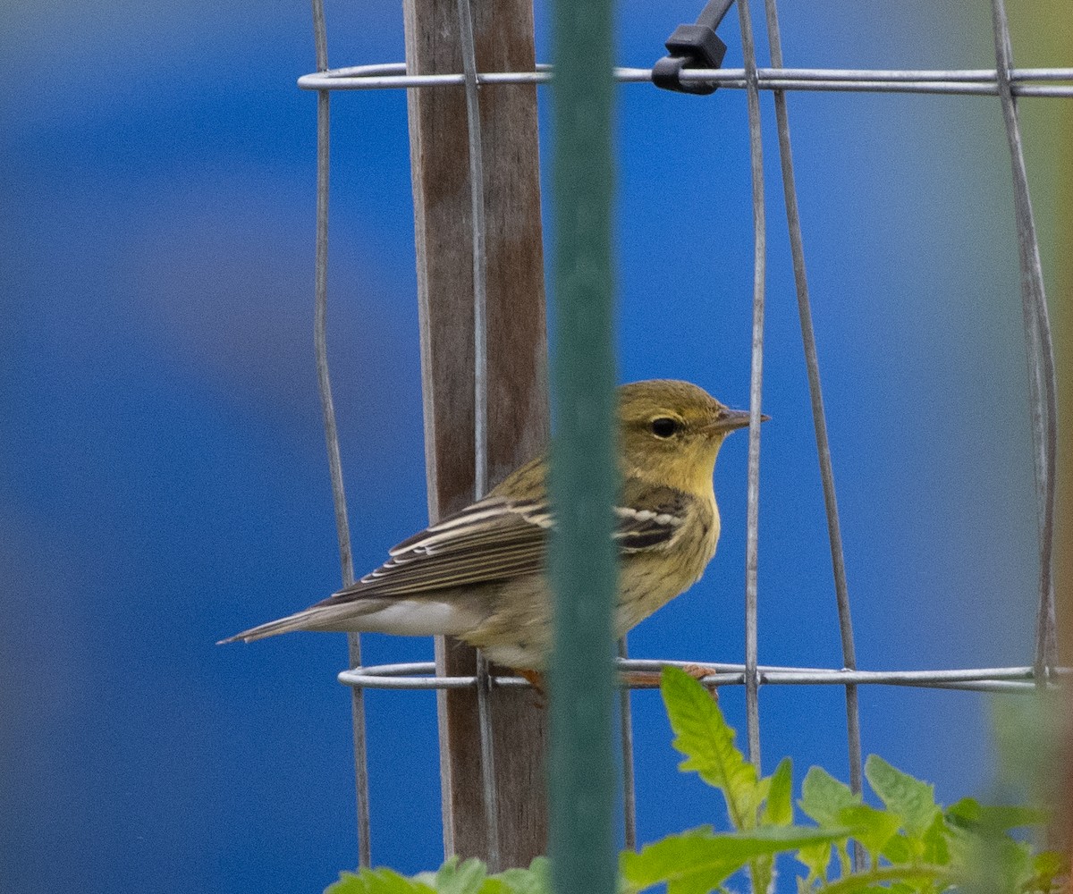 Streifenwaldsänger - ML370262281