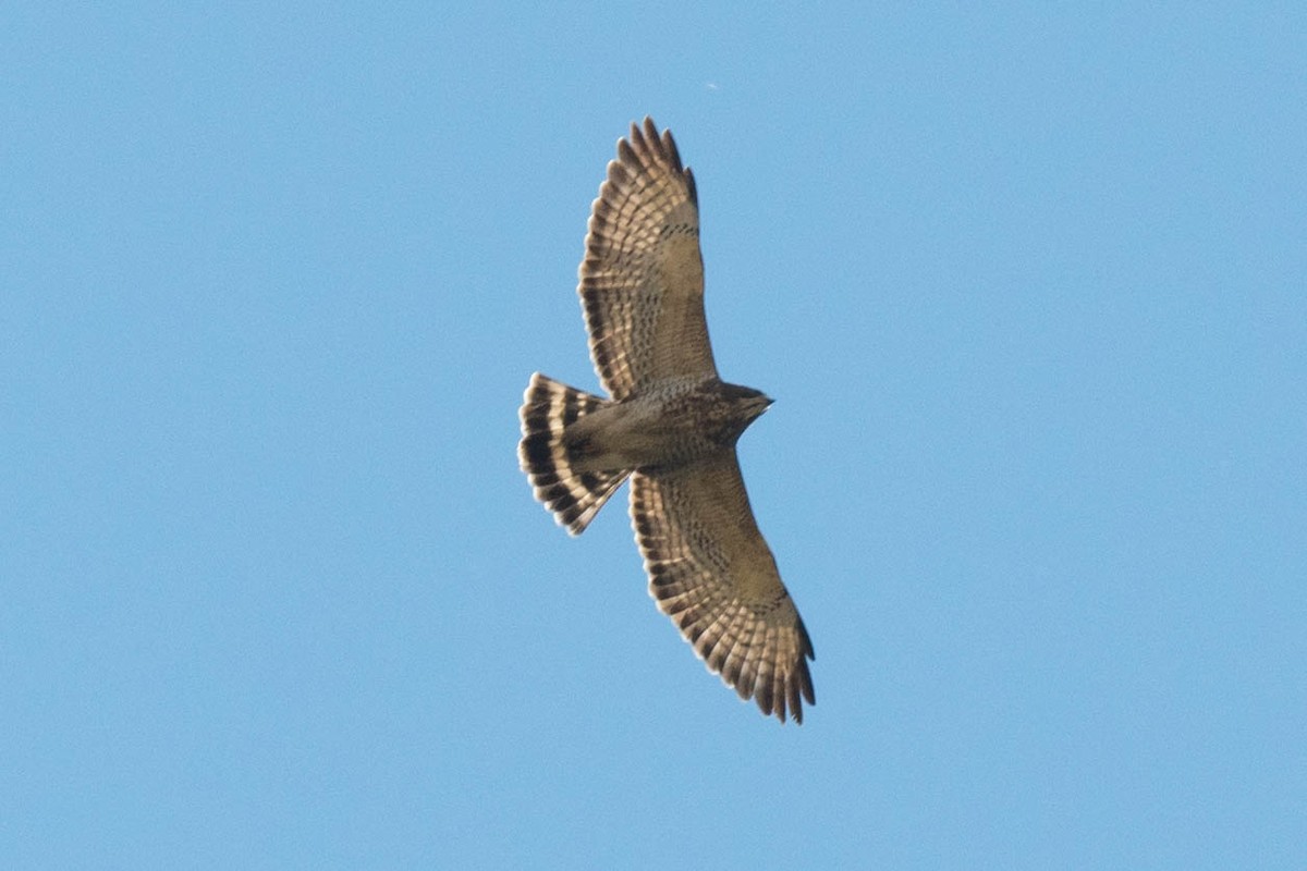 Broad-winged Hawk - ML370263521