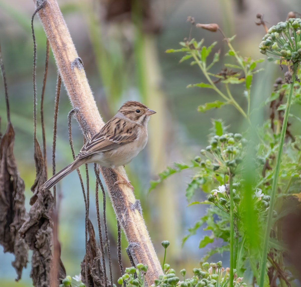 Clay-colored Sparrow - Justin Lawson