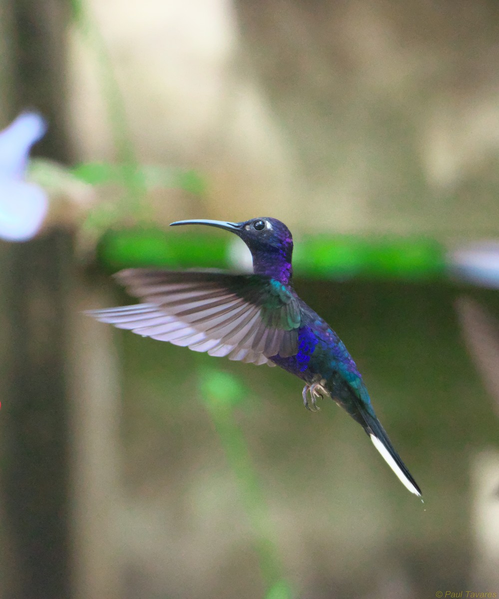 Colibrí Morado - ML37026531