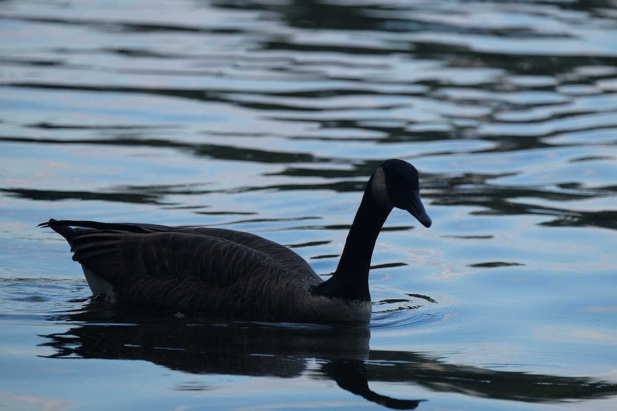 Canada Goose - ML370266731