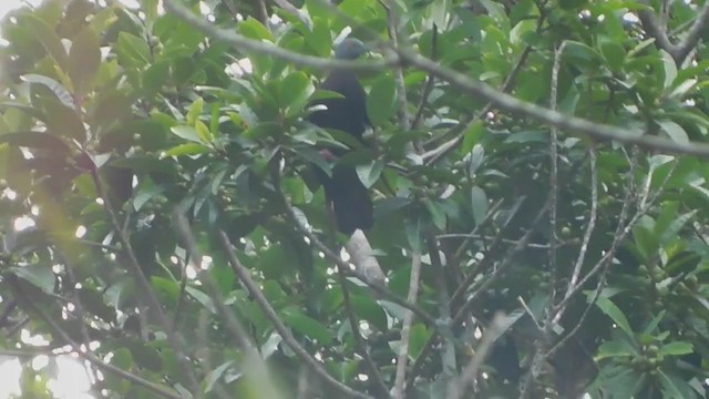 Baker's Imperial-Pigeon - ML370267191