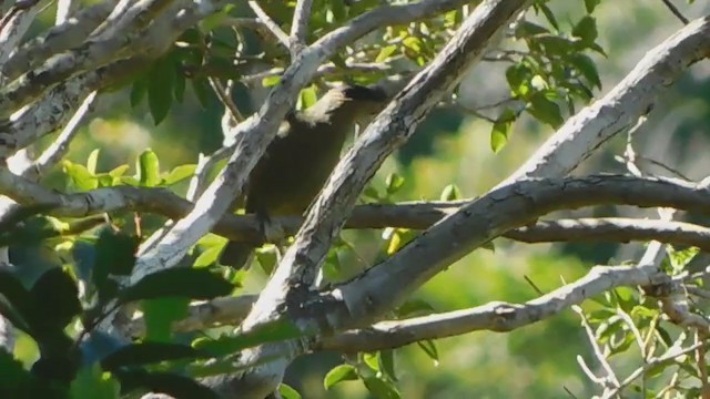 Rusty-winged Starling - ML370267531