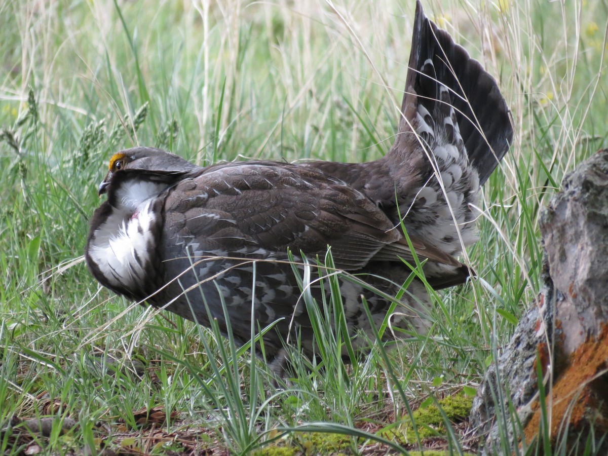 Dusky Grouse - ML370267681