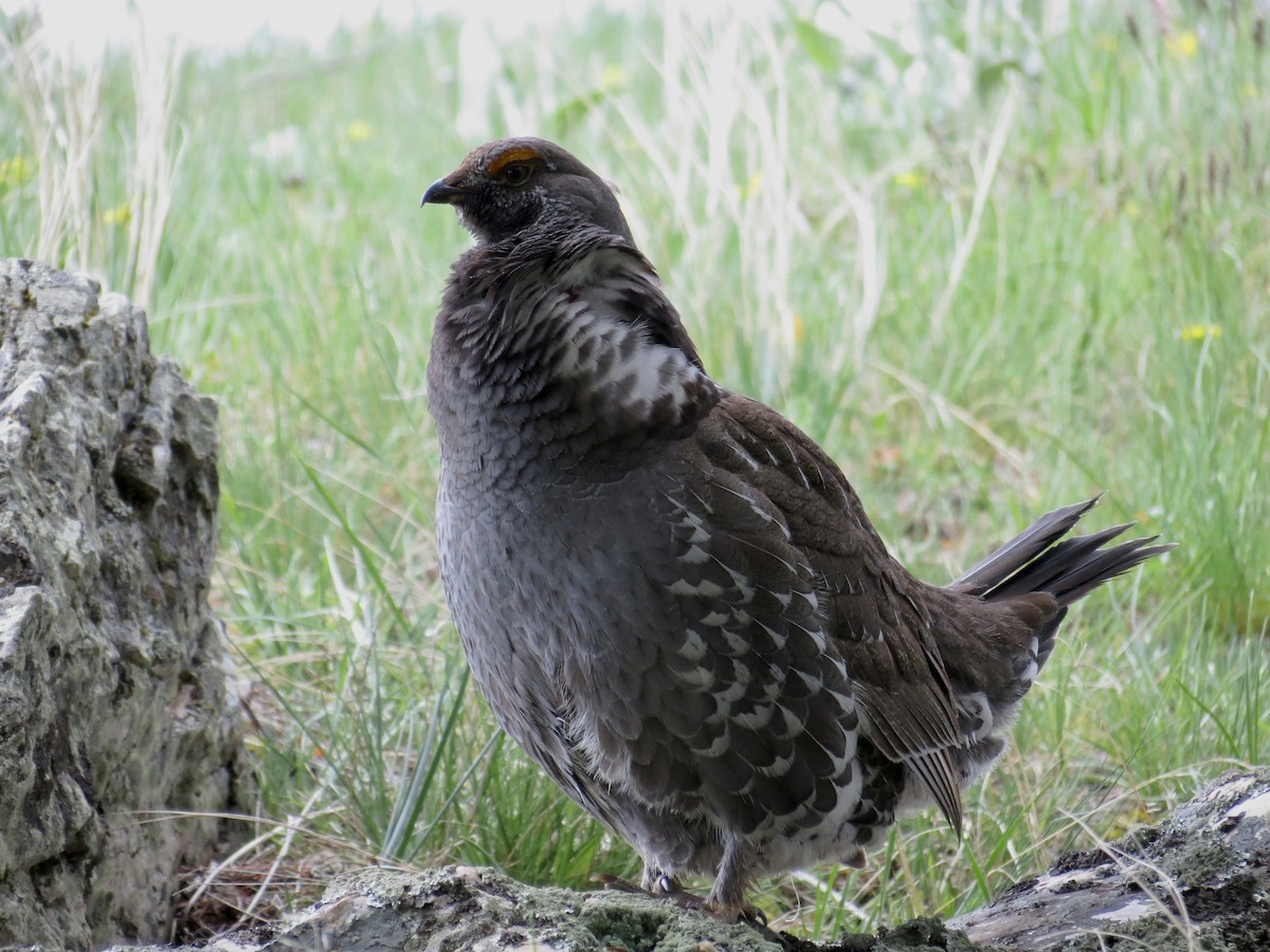 Dusky Grouse - ML370268271