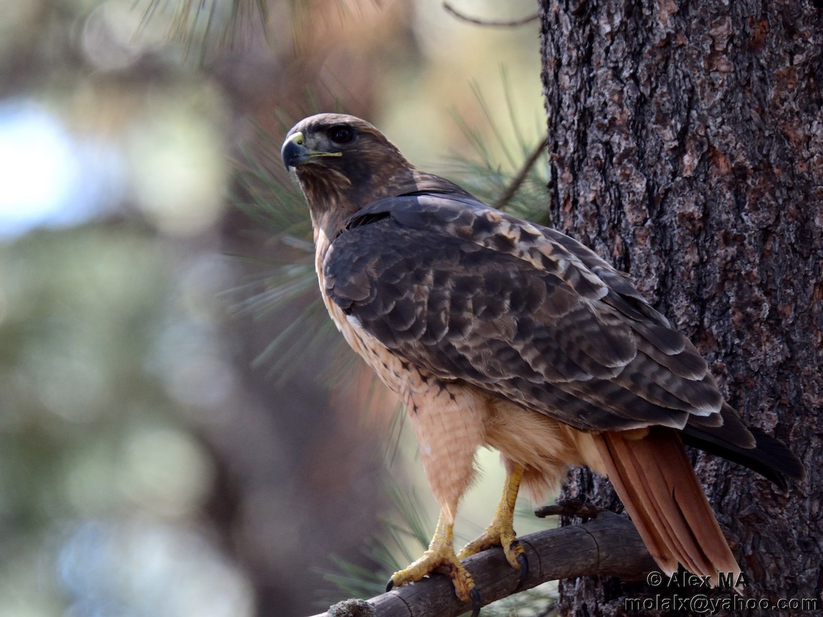 Red-tailed Hawk - ML370268931