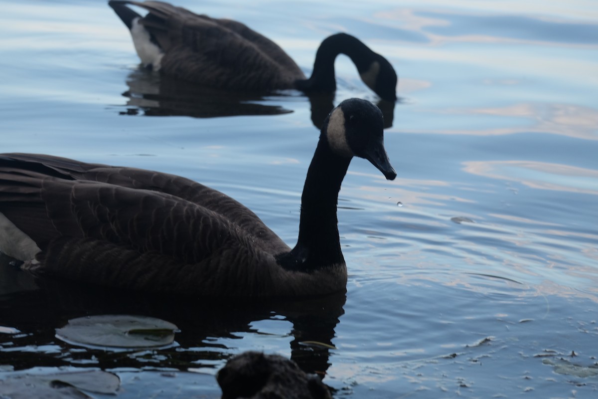 Canada Goose - ML370269541