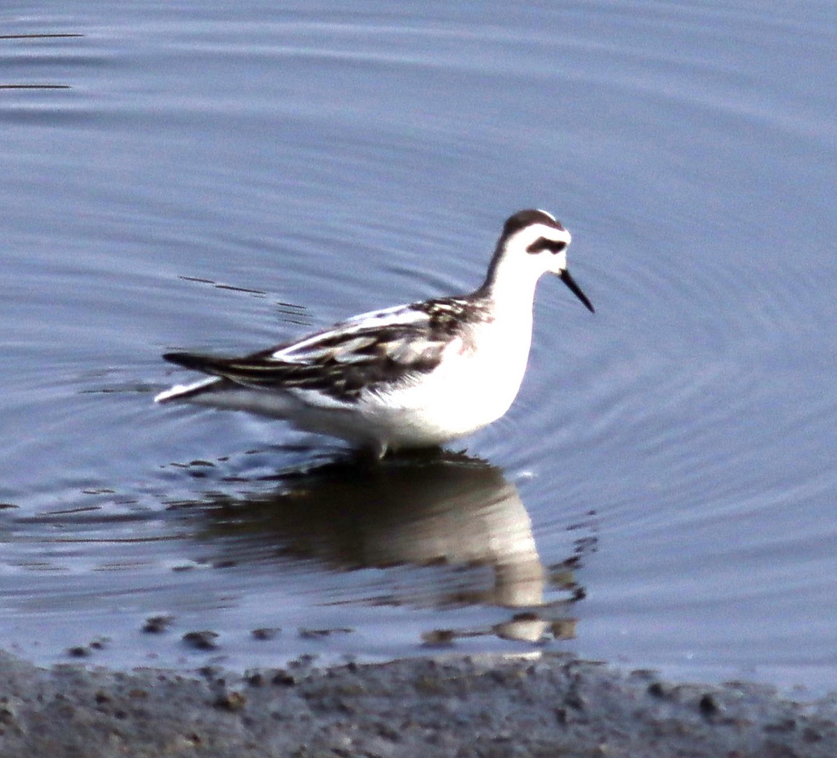 Red-necked Phalarope - ML370270081