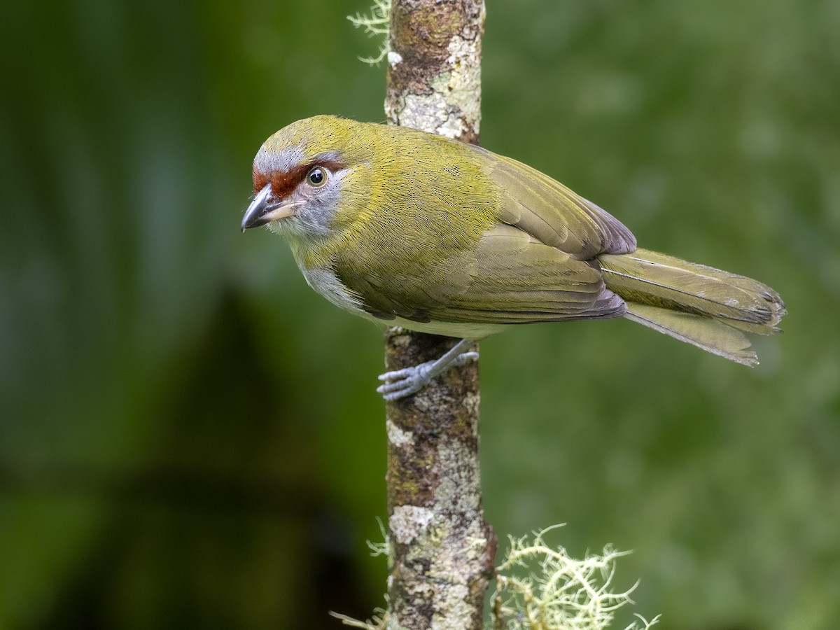Black-billed Peppershrike - Andres Vasquez Noboa