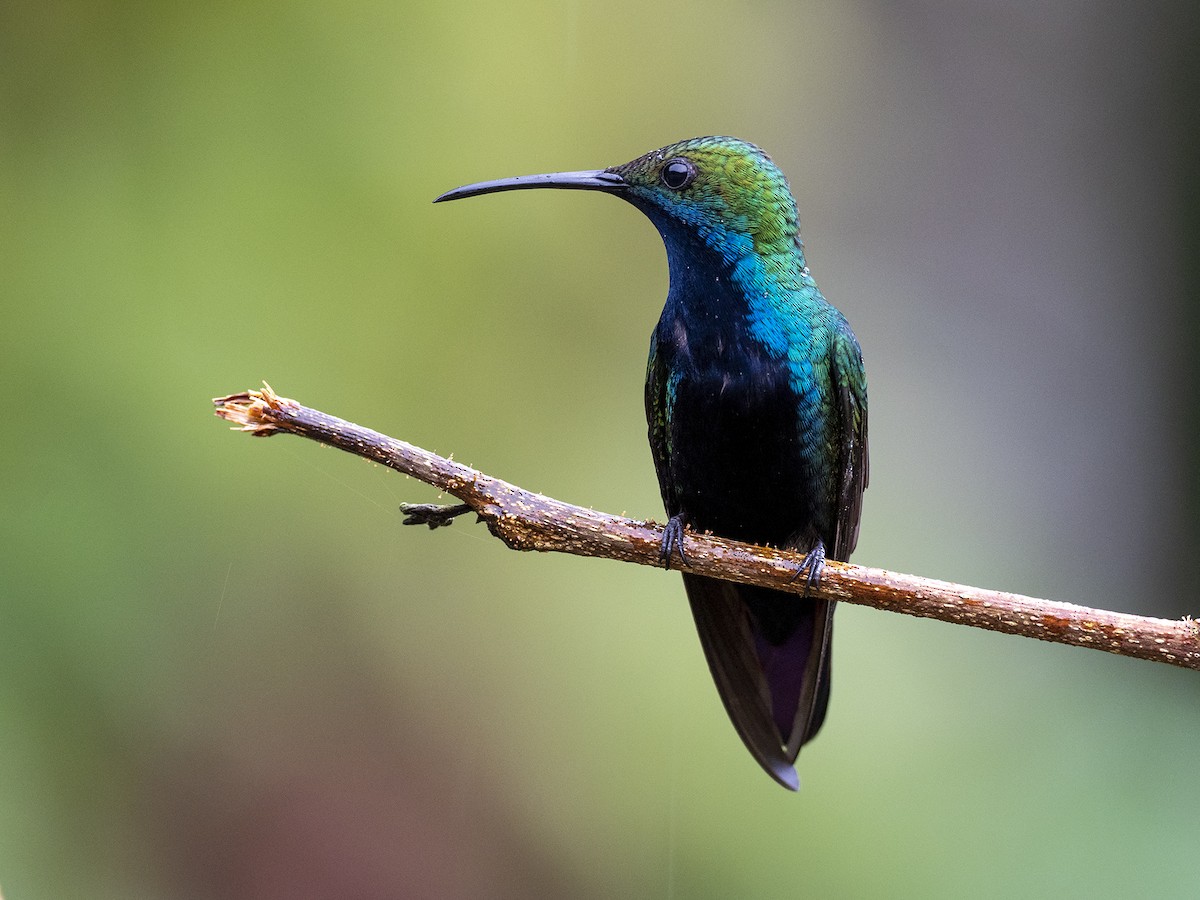 Black-throated Mango - Andres Vasquez Noboa