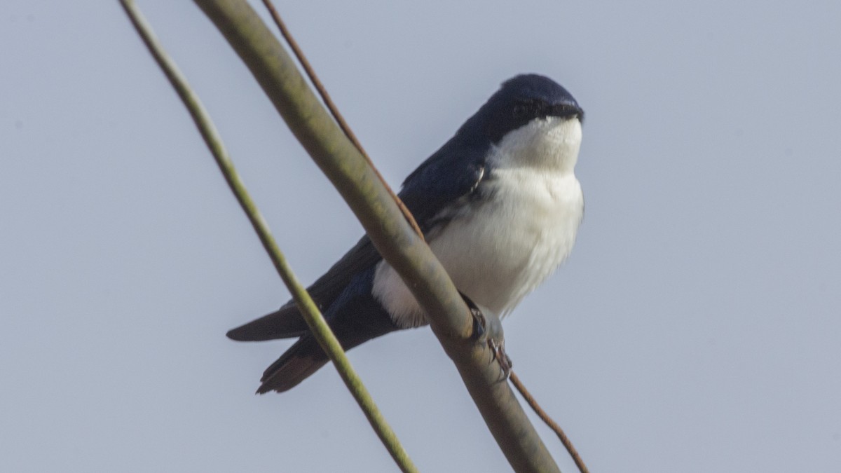 Blue-and-white Swallow - ML370272051