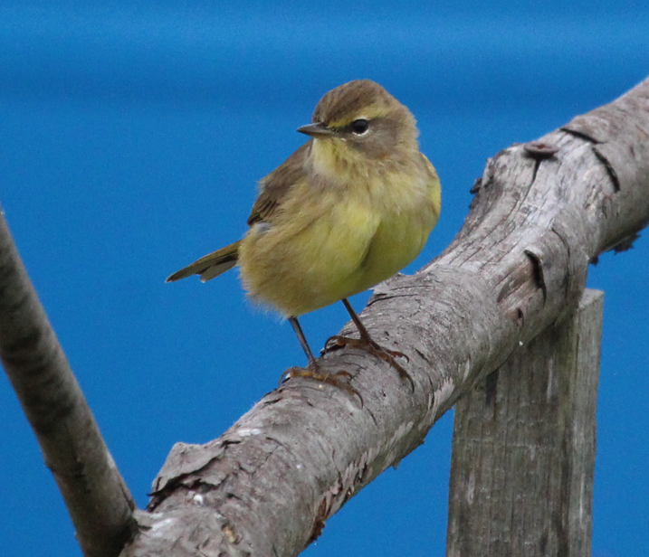 Palm Warbler - ML370273411