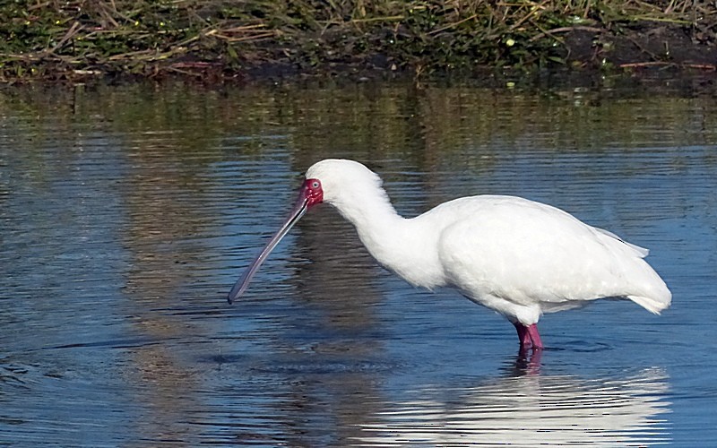 African Spoonbill - Sharon Kennedy