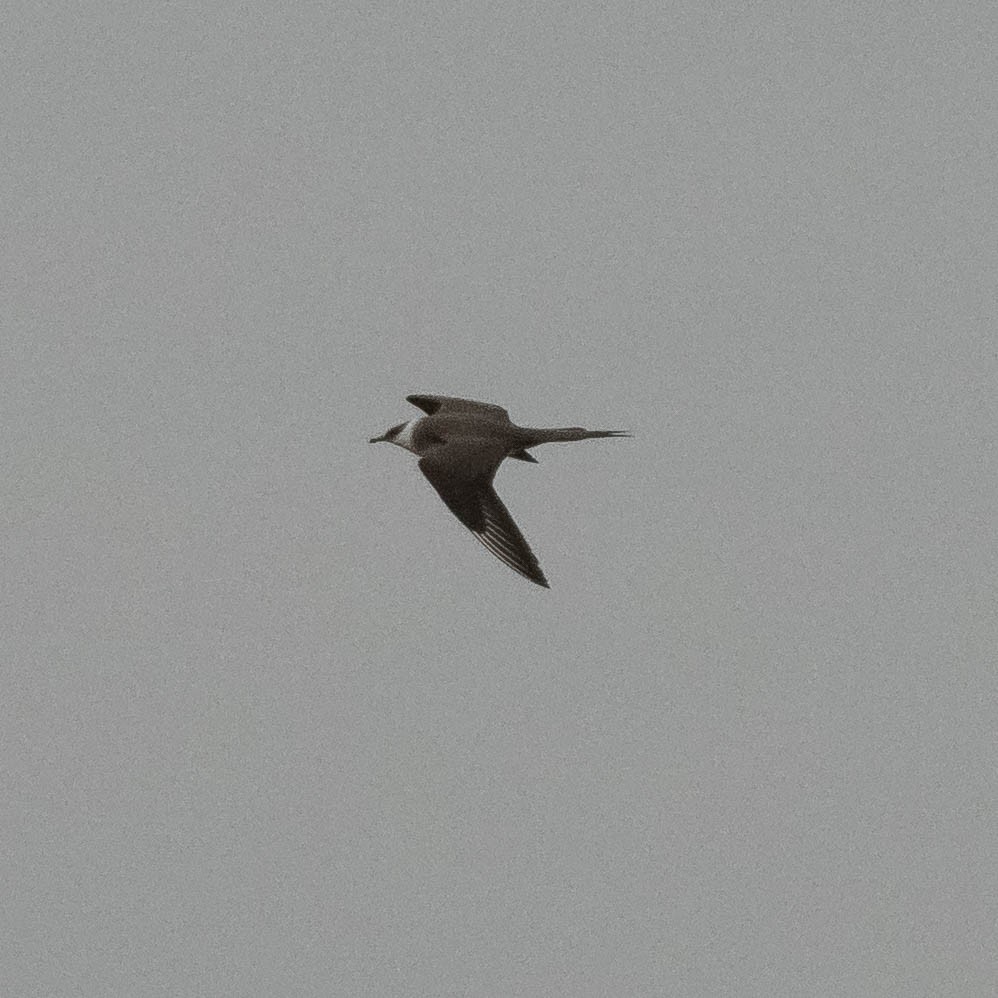 Parasitic Jaeger - Kyle Landstra