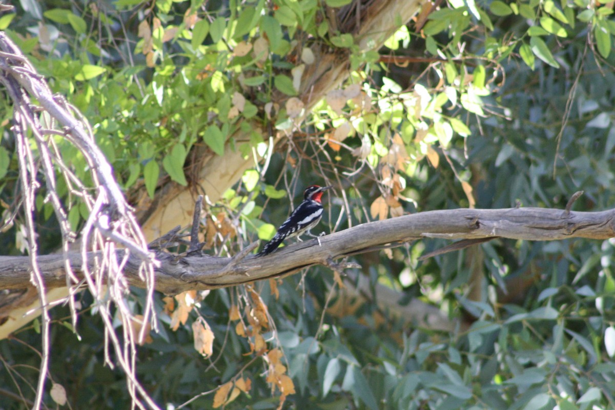 Red-naped Sapsucker - ML37027701