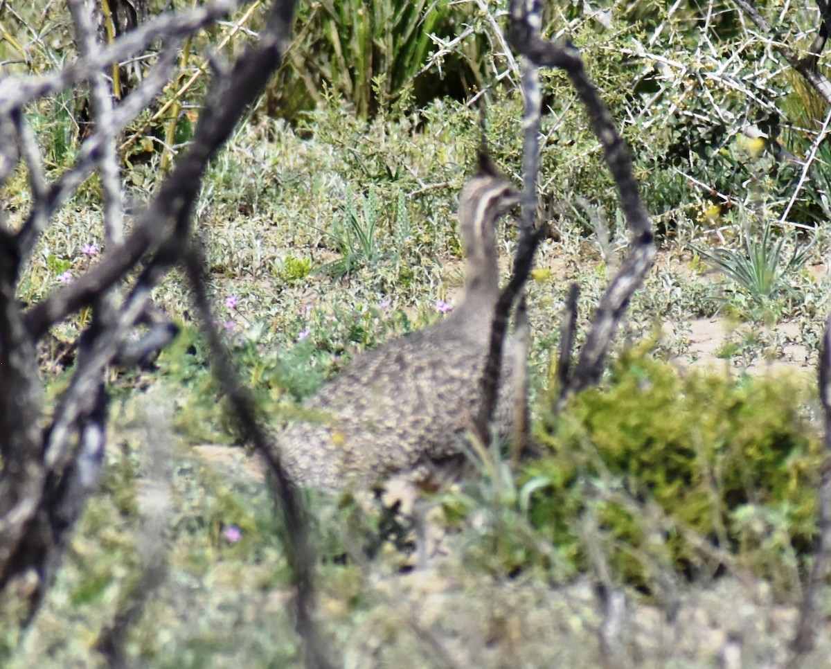 Elegant Crested-Tinamou - irma melo