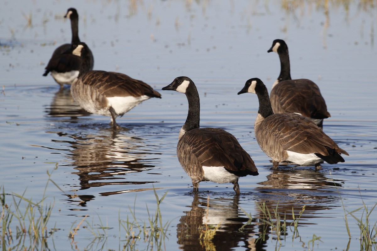 Canada Goose - ML370278191