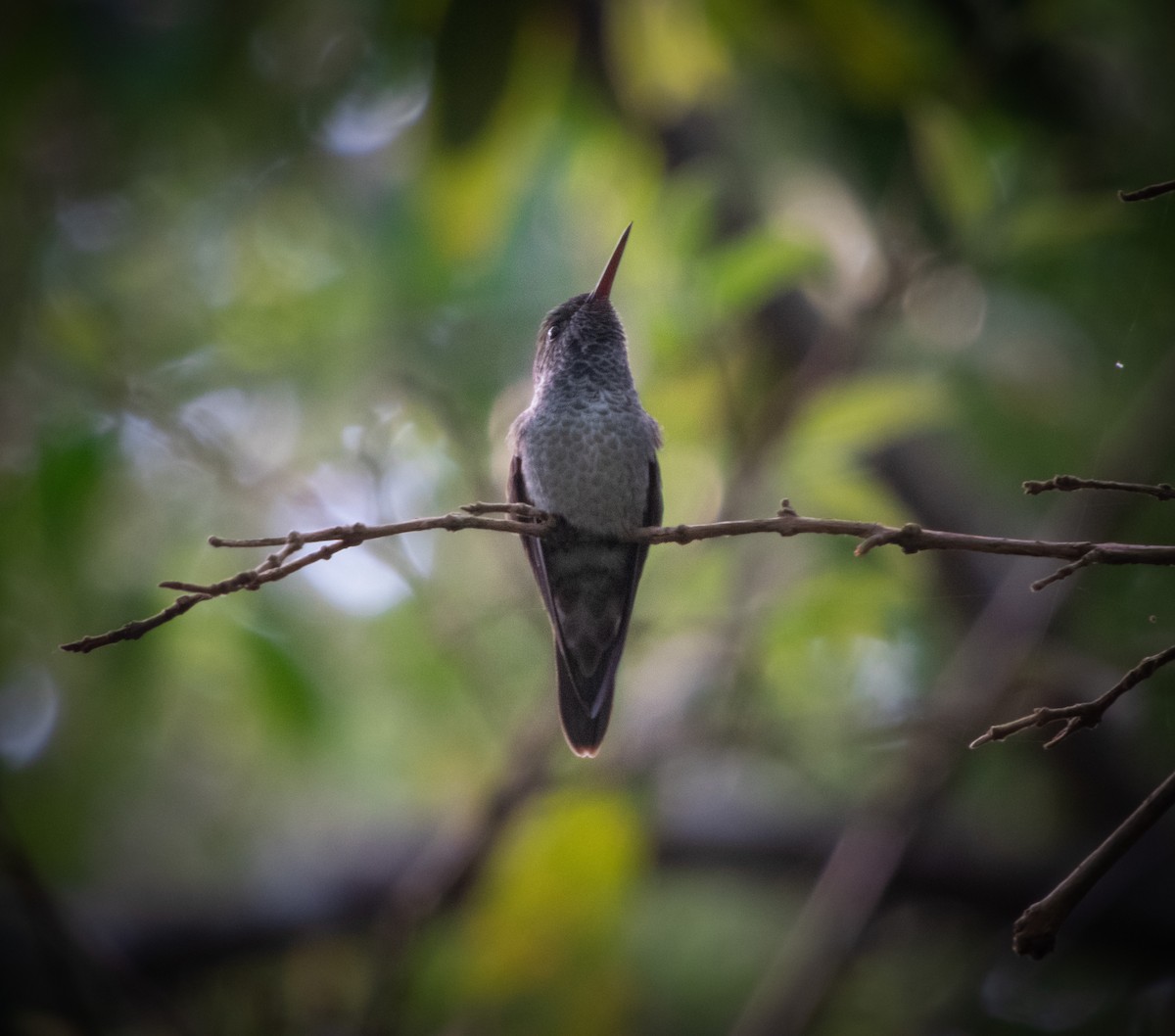 tupikolibri - ML370279851