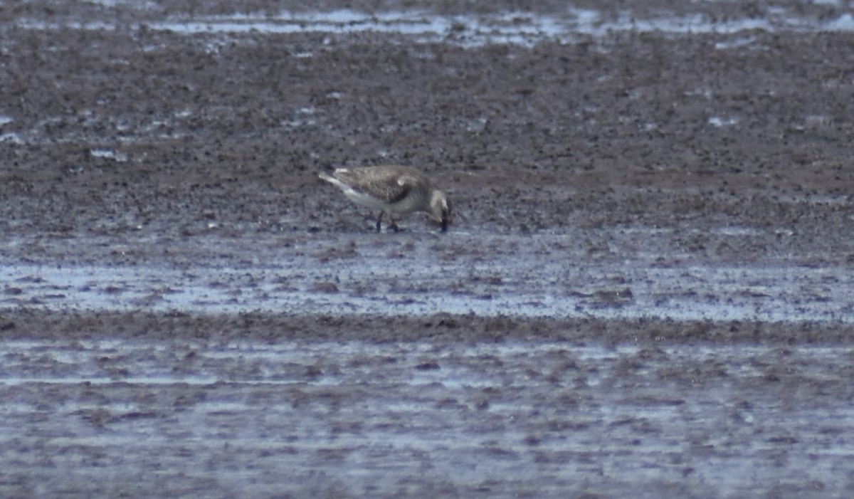 Red Knot - ML370279931