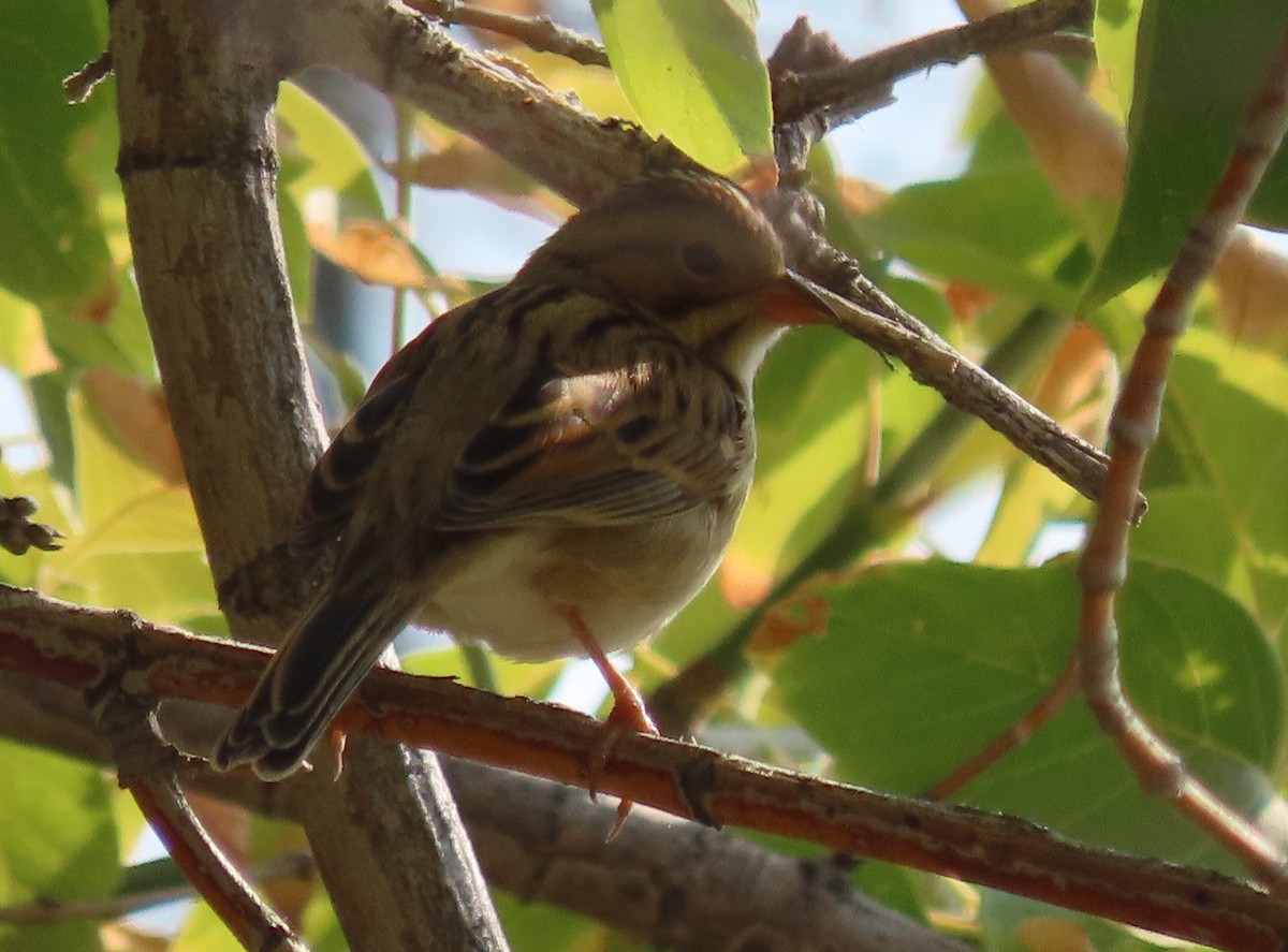 Clay-colored Sparrow - ML370280261