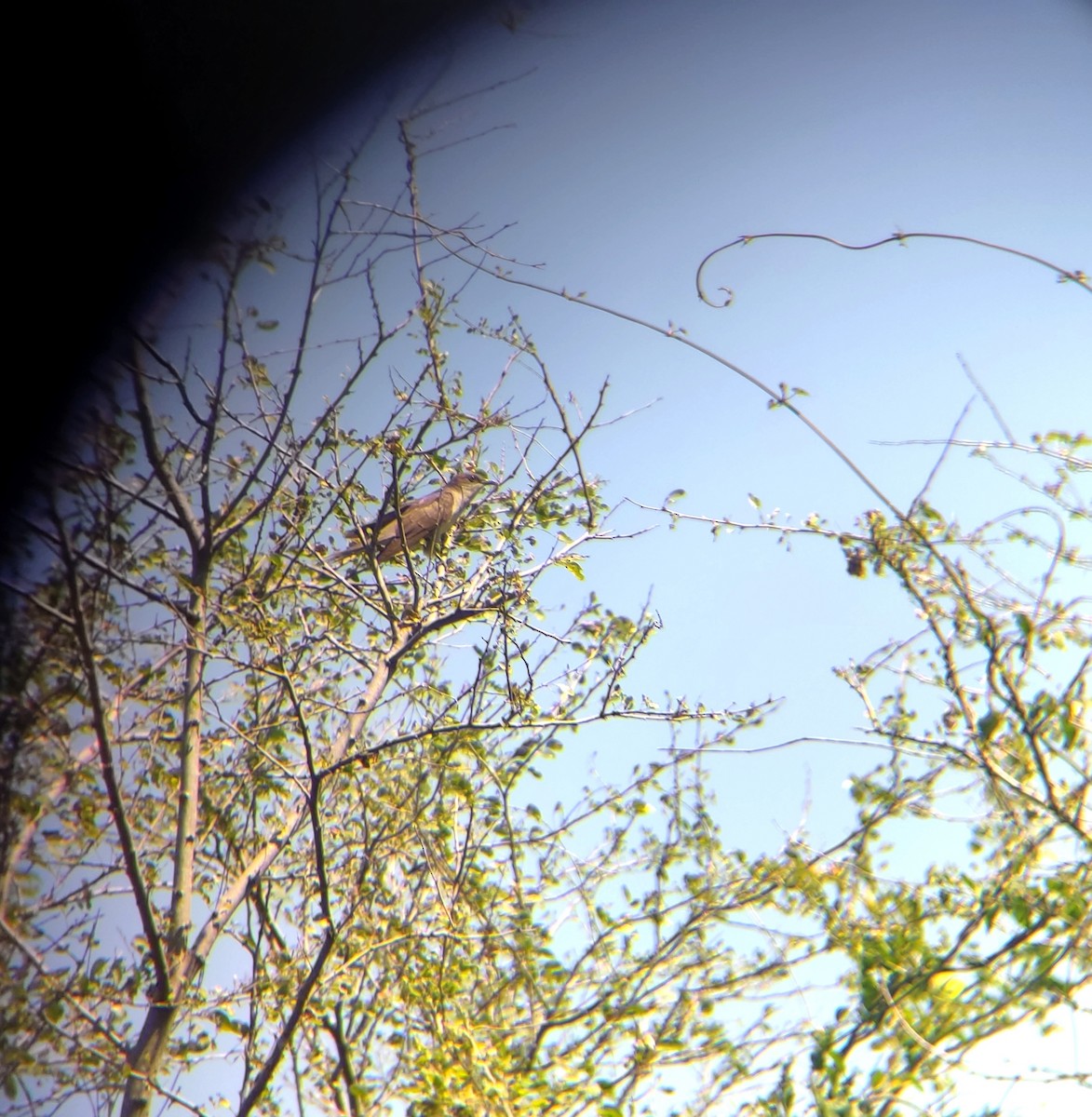 Black-billed Cuckoo - ML370280641