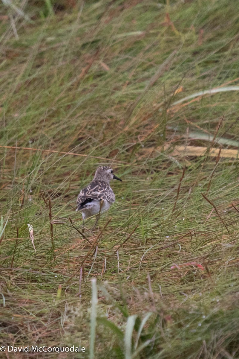 Wiesenstrandläufer - ML370281711