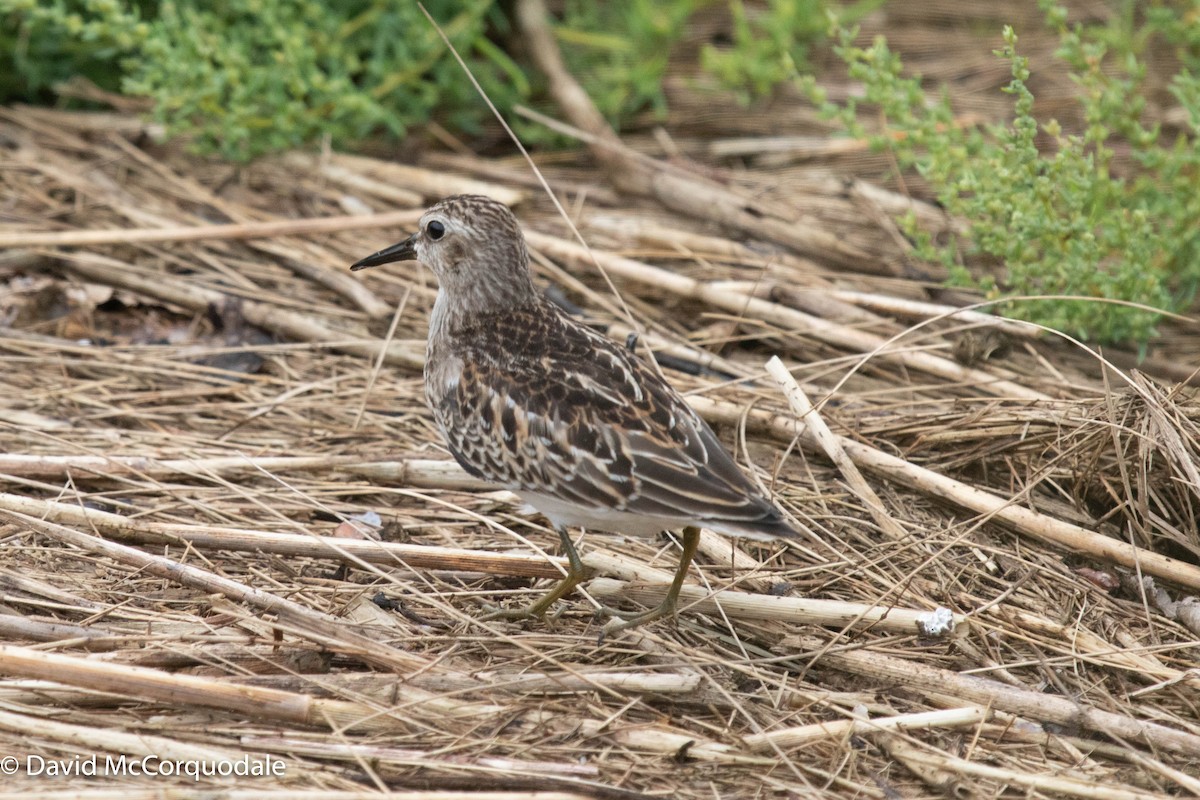 Least Sandpiper - David McCorquodale