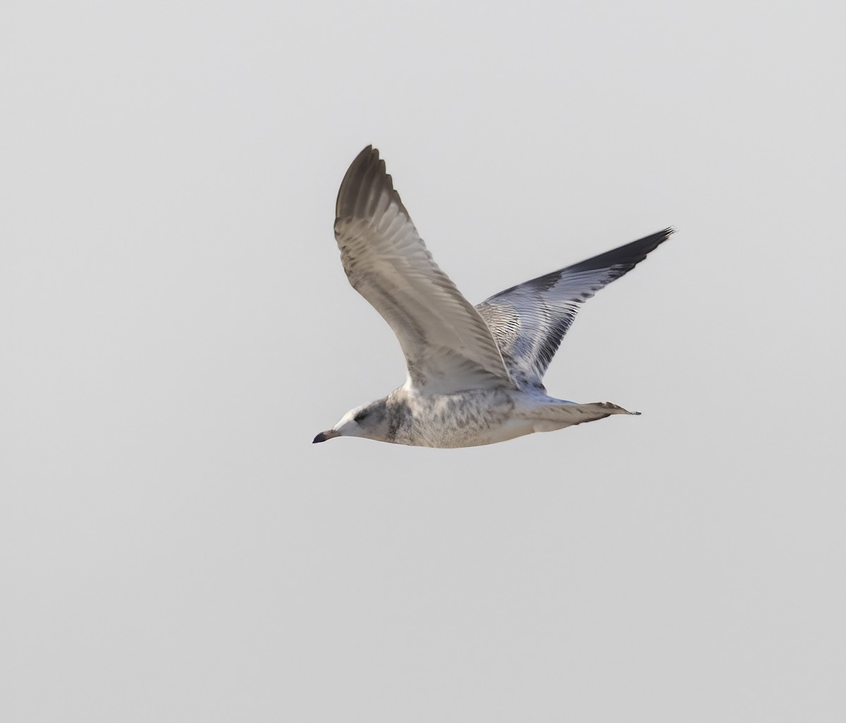 Ring-billed Gull - ML370282201