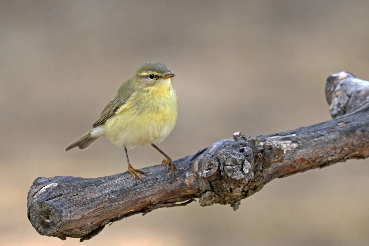 Willow Warbler - Francisco Barroqueiro