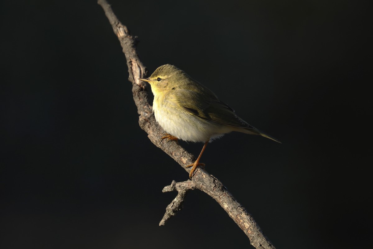 Willow Warbler - ML370282471