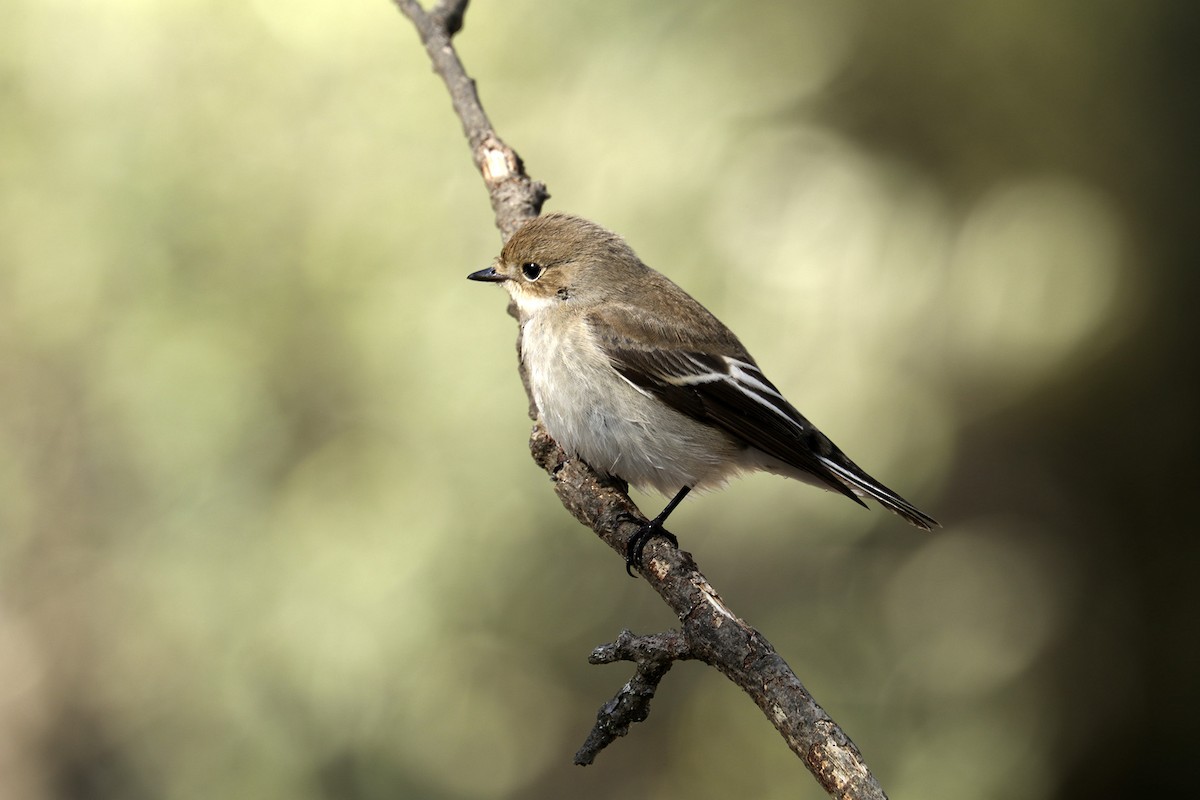 European Pied Flycatcher - ML370283131