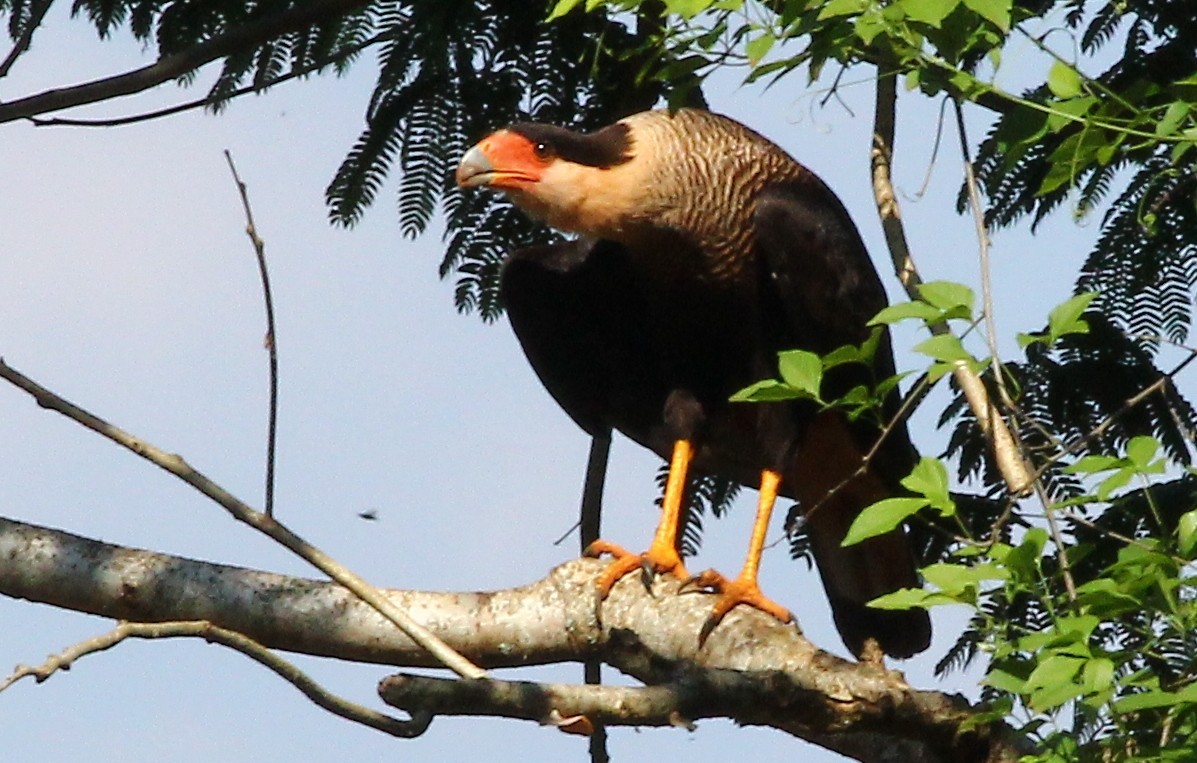 Crested Caracara (Southern) - ML370283671