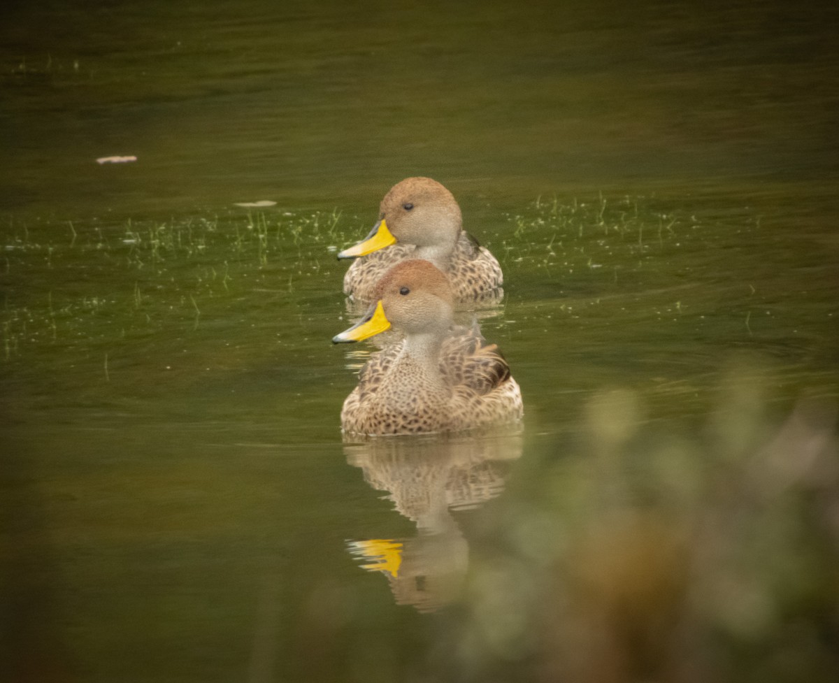 Yellow-billed Pintail - ML370283991