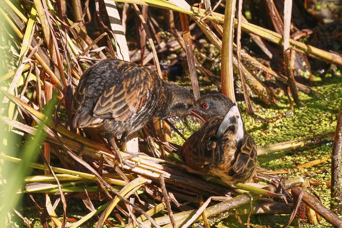 Virginia Rail - ML370284971