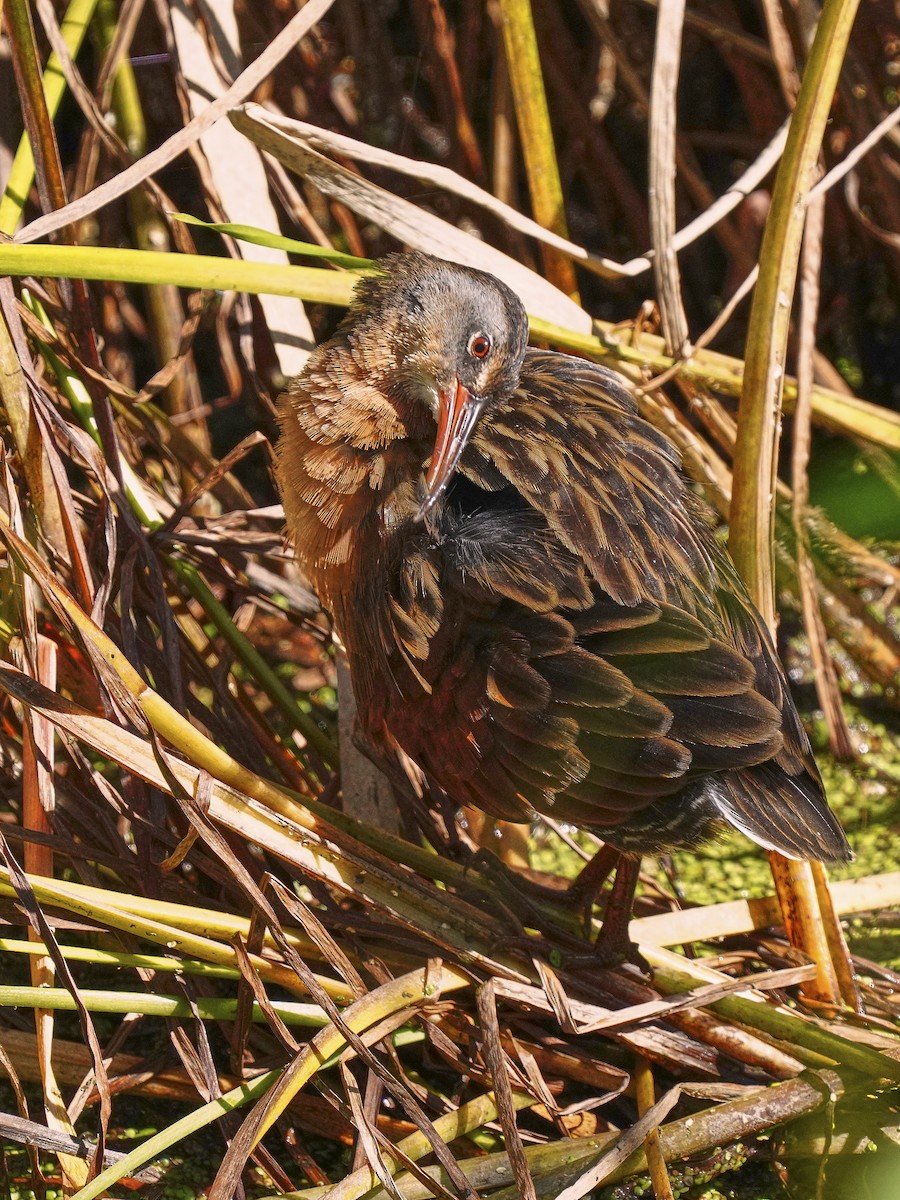 Virginia Rail - ML370285121