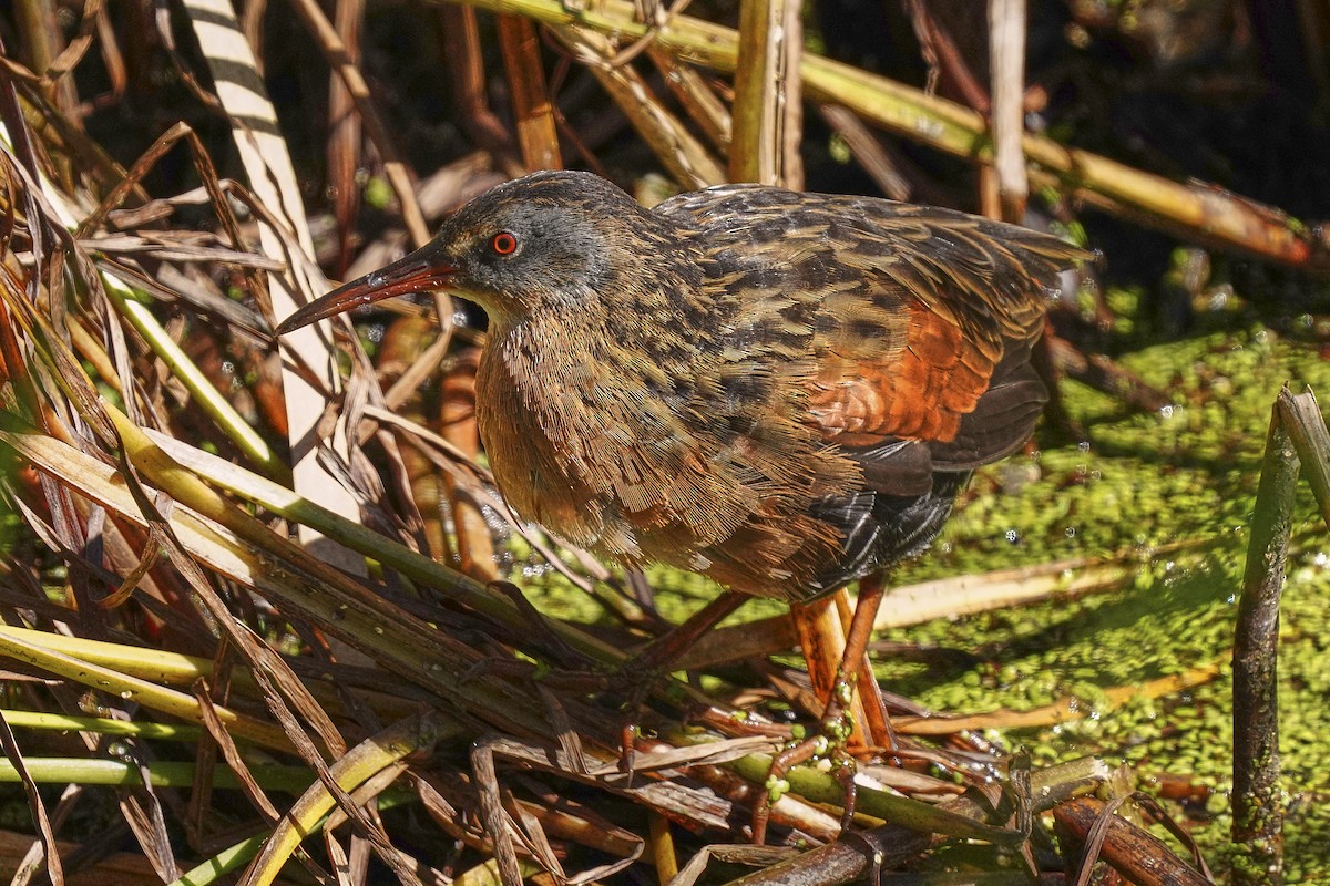 Virginia Rail - ML370285131