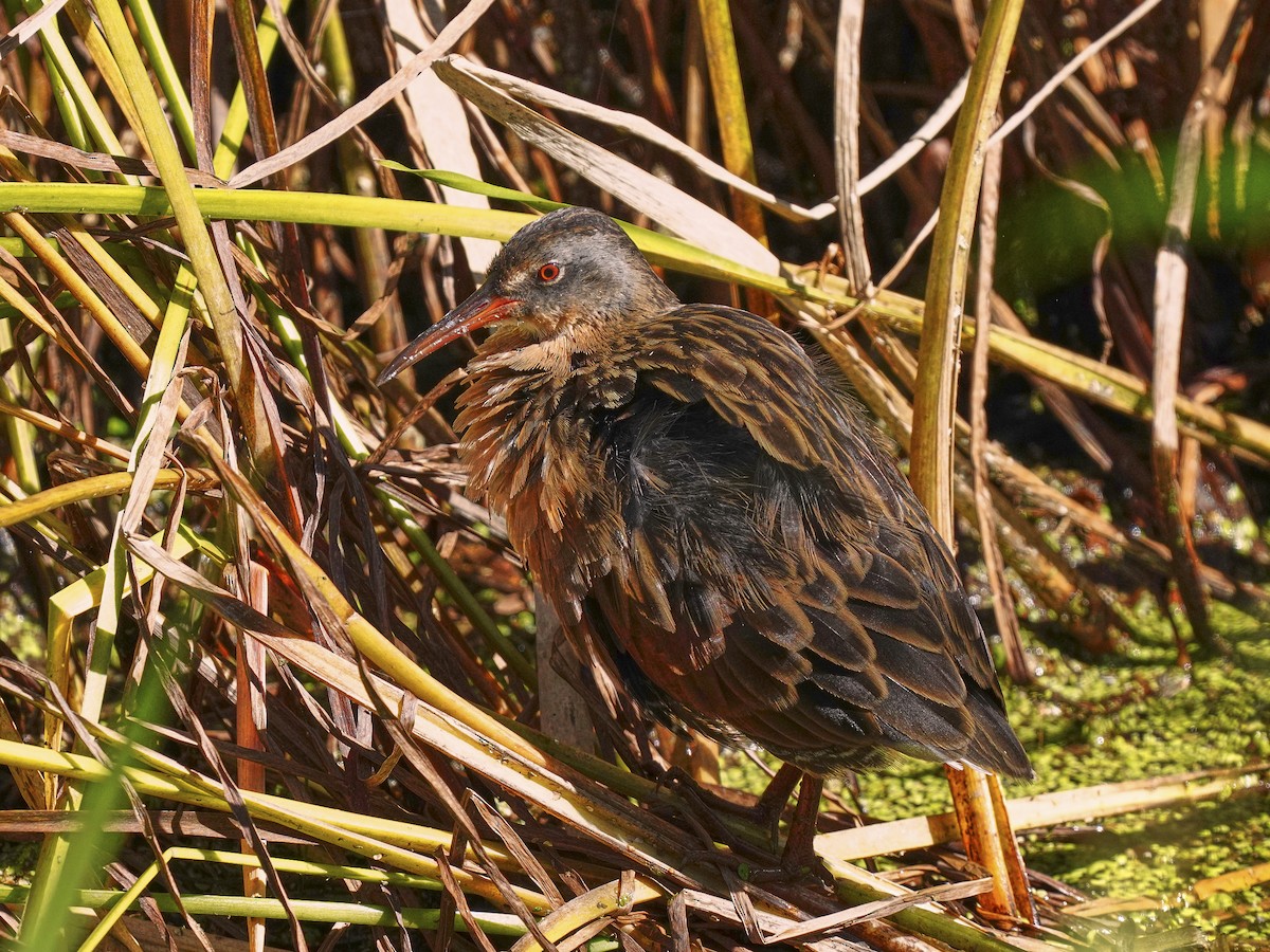 Virginia Rail - ML370285201