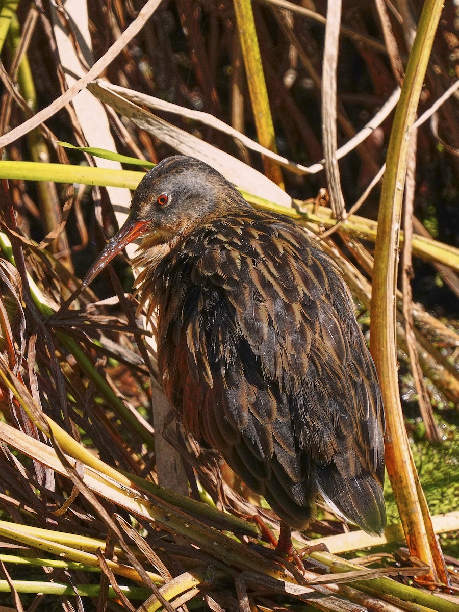 Virginia Rail - ML370285211