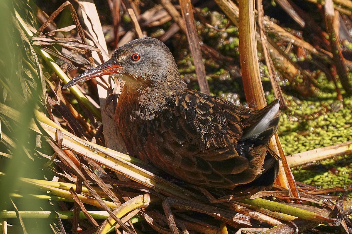 Virginia Rail - ML370285221