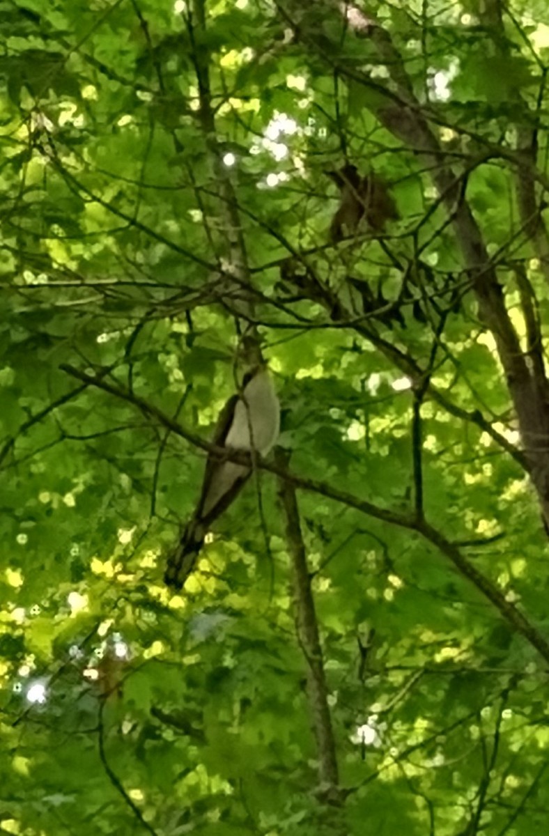 Yellow-billed Cuckoo - ML370289001